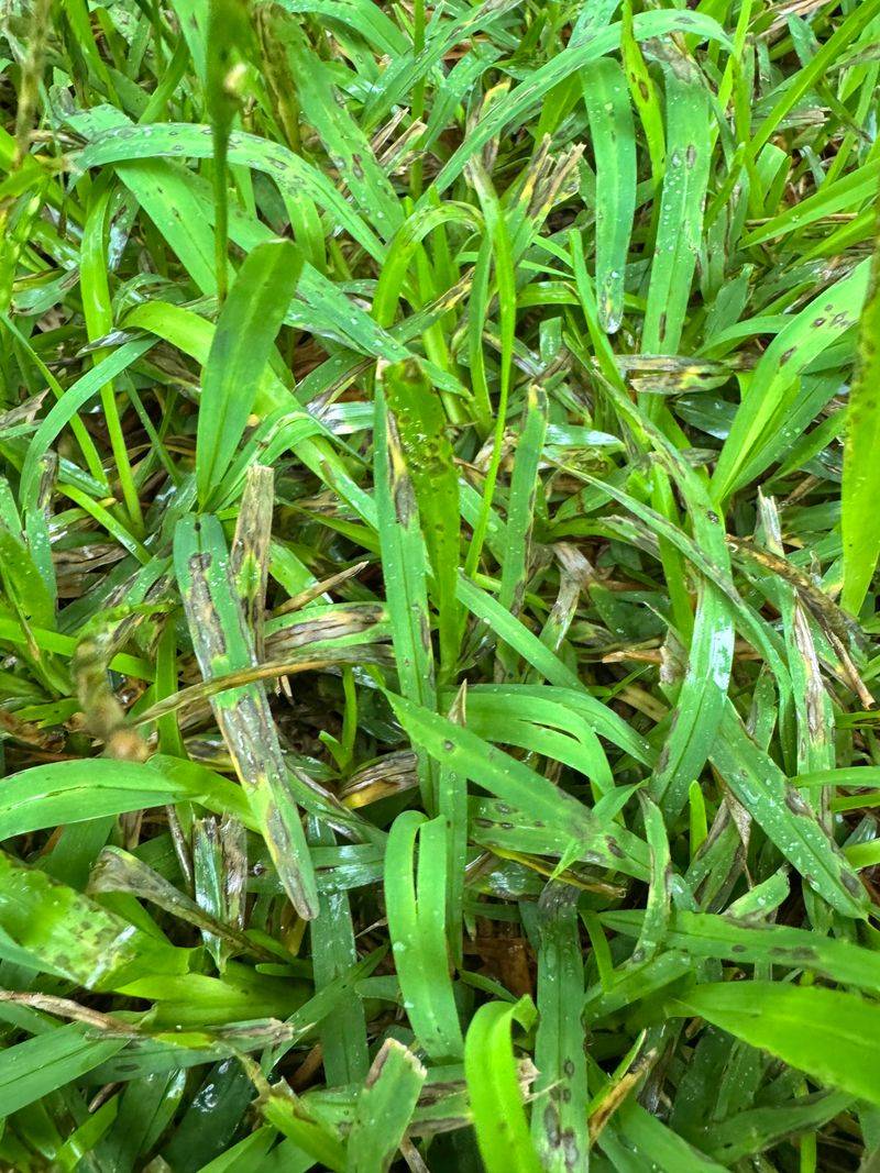 Gray Leaf Spot Disease Causes These Summer Symptoms