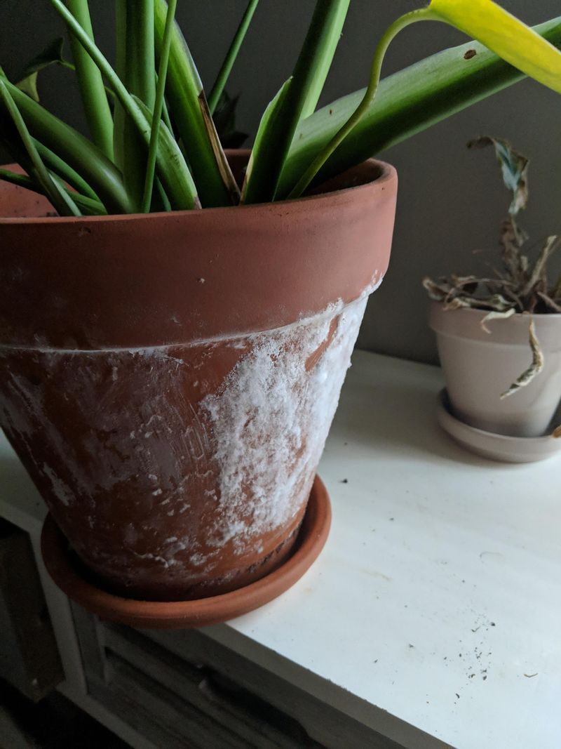 Gray-White Deposits On Pots Gray-White Deposits On Pots