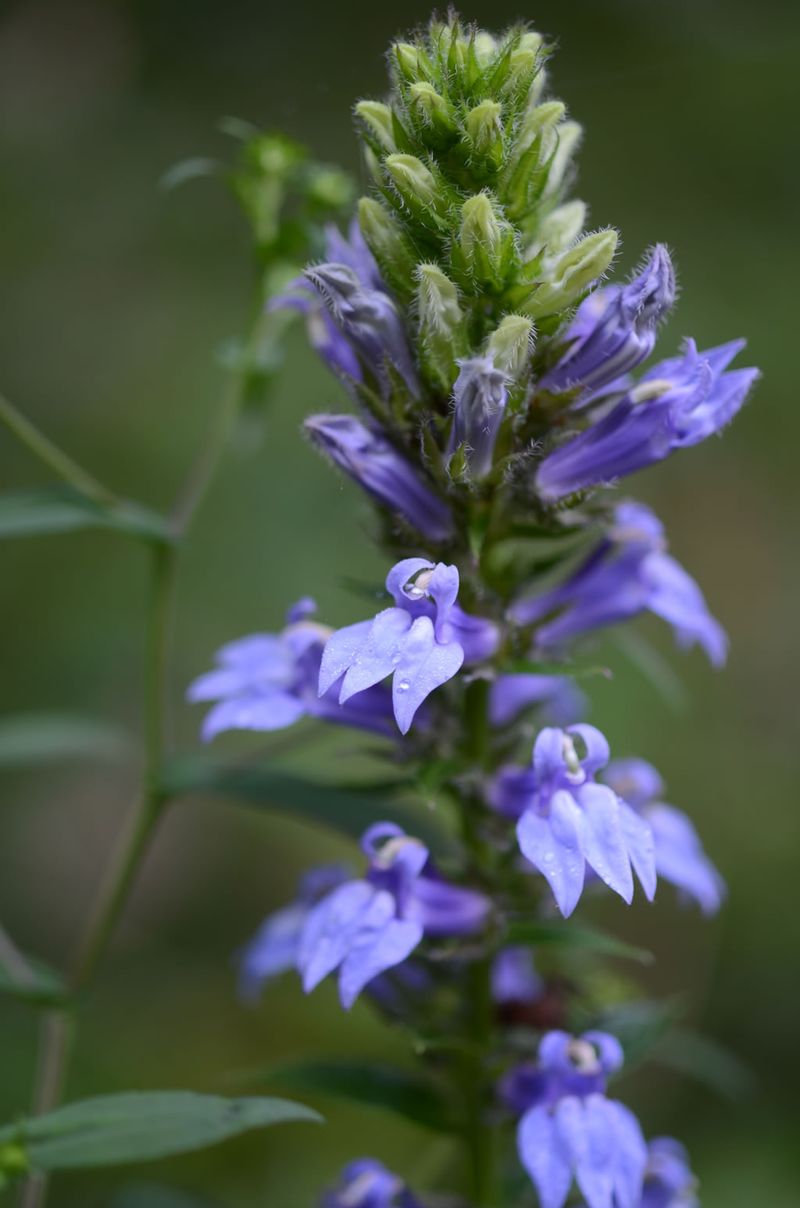 Great Blue Lobelia Great Blue Lobelia