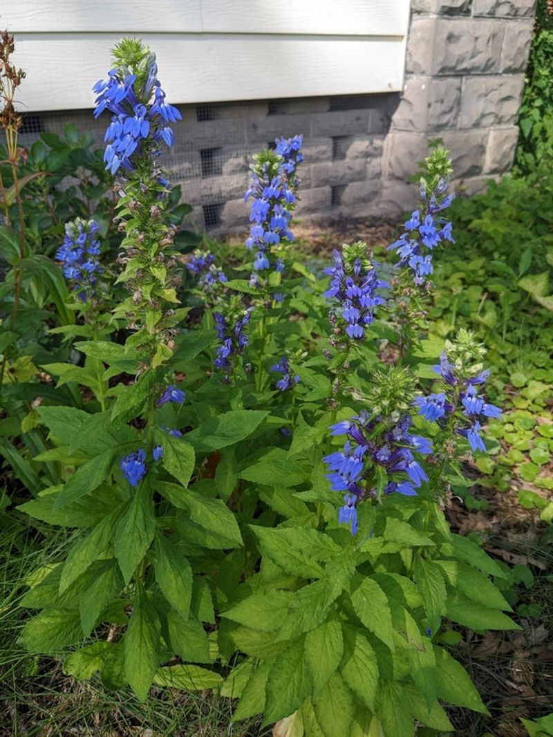 Great Blue Lobelia Adds Cooler Color Great Blue Lobelia Adds Cooler Color