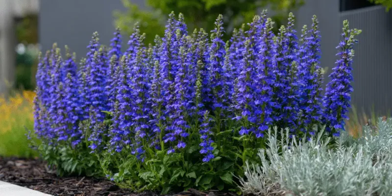 Great Blue Lobelia Brings Cool Color