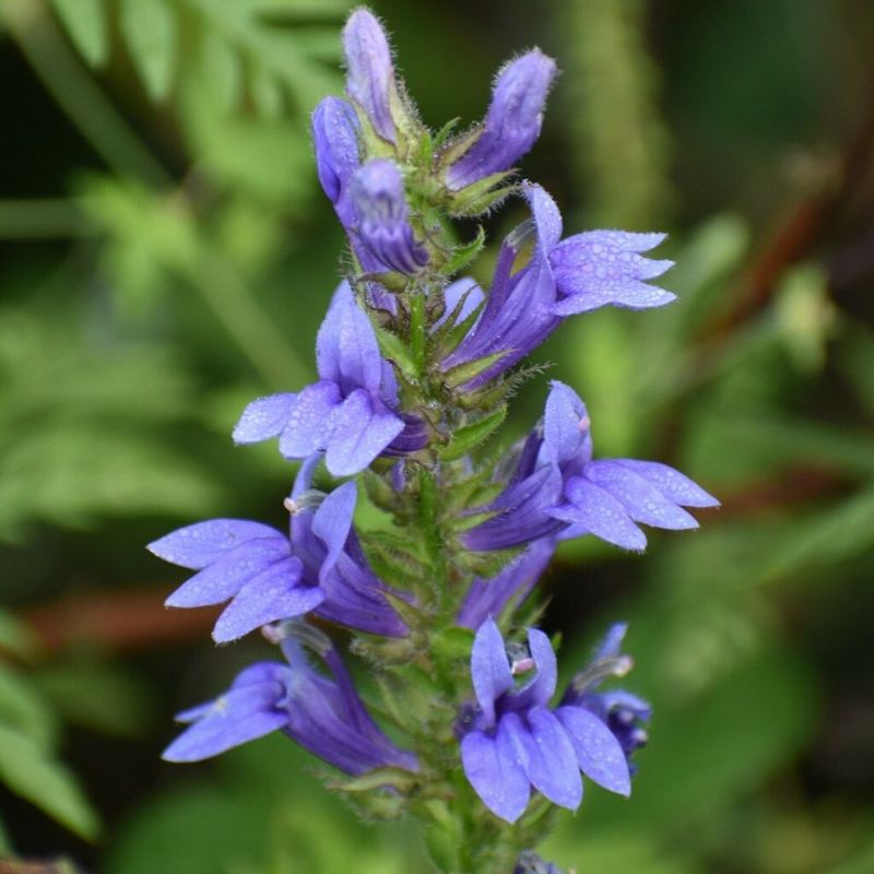 Great Blue Lobelia Cools Moist Borders