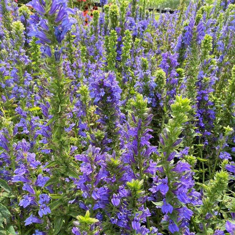 Great Blue Lobelia Fills The Late-Summer Gap