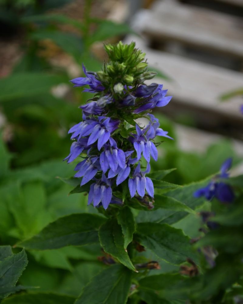 Great Blue Lobelia