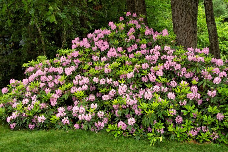 Great Rhododendron Fits Moist Woodland Shade Great Rhododendron Fits Moist Woodland Shade