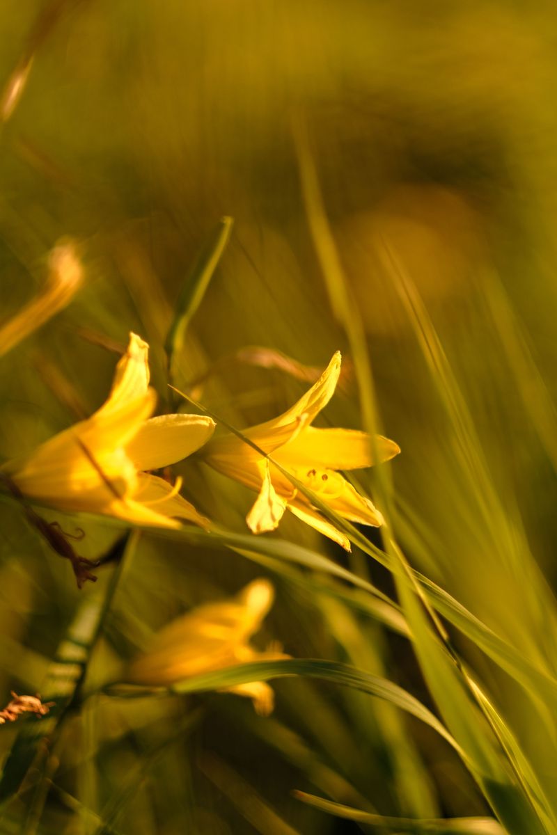 Green And Gold