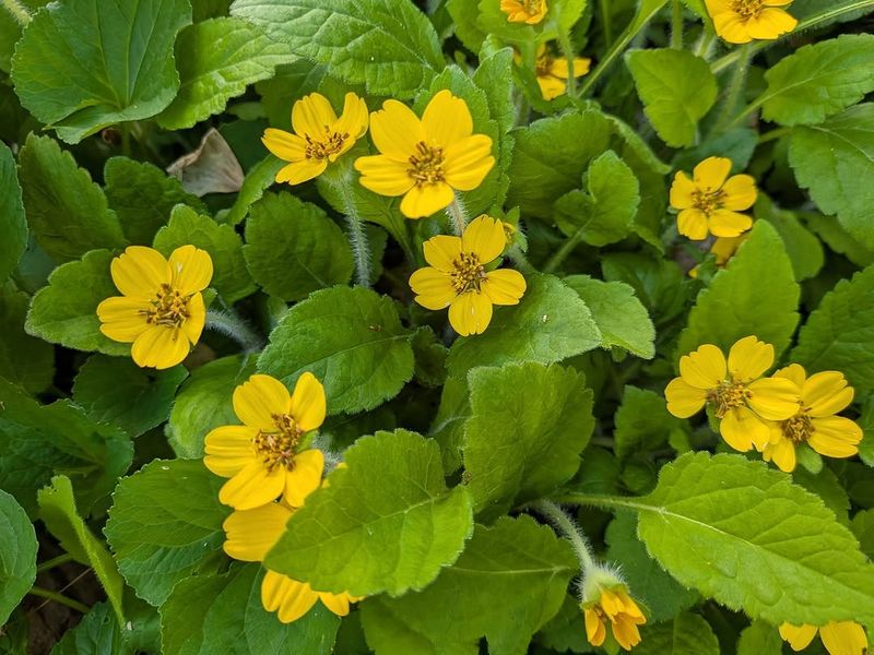 Green And Gold (Chrysogonum Virginianum)