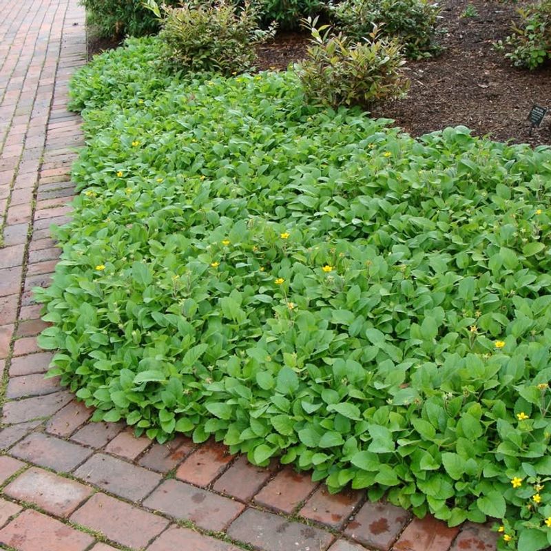 Green And Gold For Shaded Stepping Stone Edges Green And Gold For Shaded Stepping Stone Edges