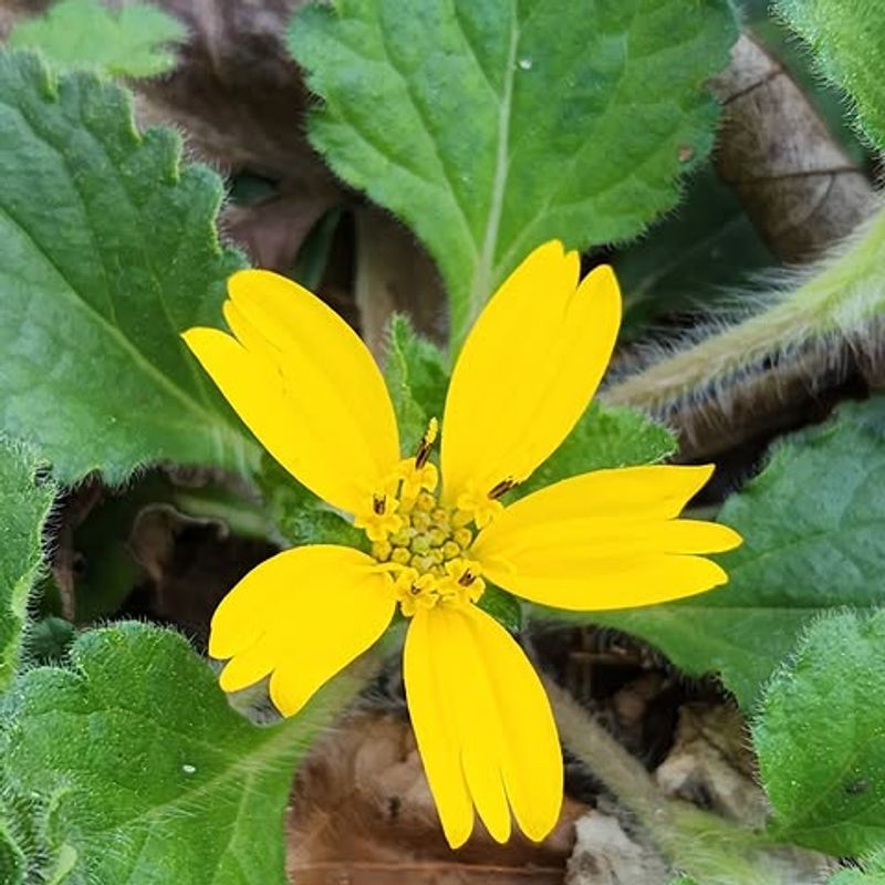 Green And Gold Spreads Naturally Across Bare Soil