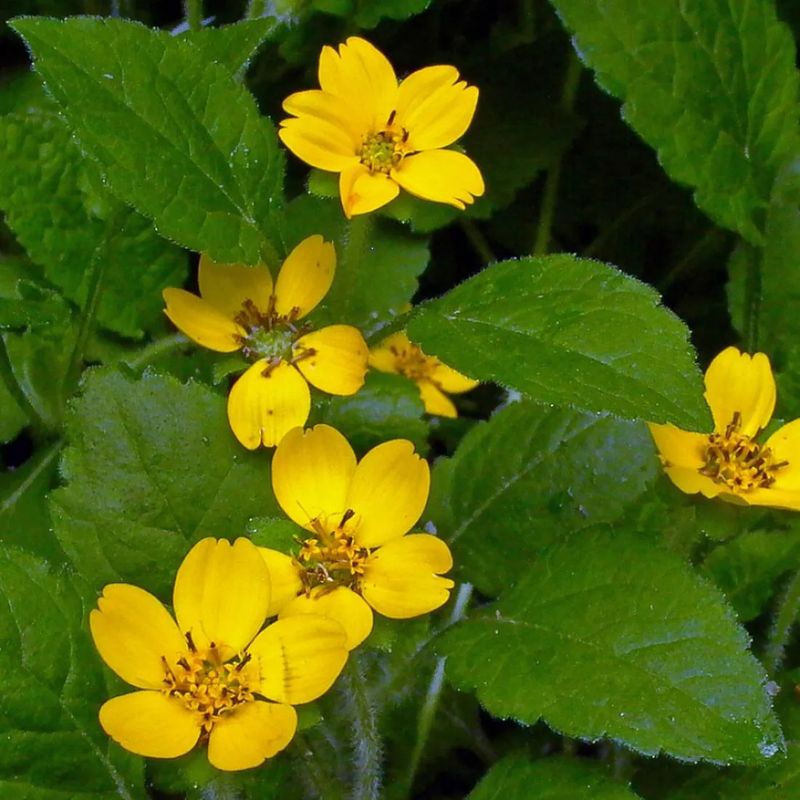 Green-And-Gold Turns Bare Shade Into A Planting Bed Green-And-Gold Turns Bare Shade Into A Planting Bed