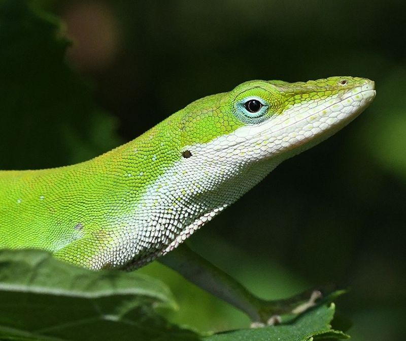 Green Anoles Usually Mean Your Yard Has Plenty Of Insects Green Anoles Usually Mean Your Yard Has Plenty Of Insects