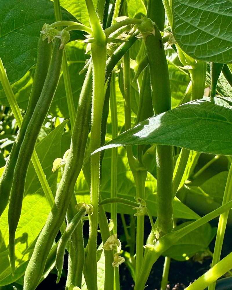 Green Beans Green Beans