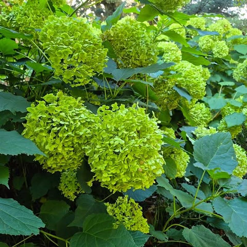Green Blooms Are Usually Normal Aging