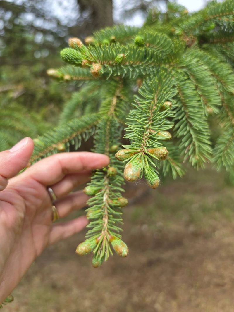 Green Branch Tips Bring Reassurance