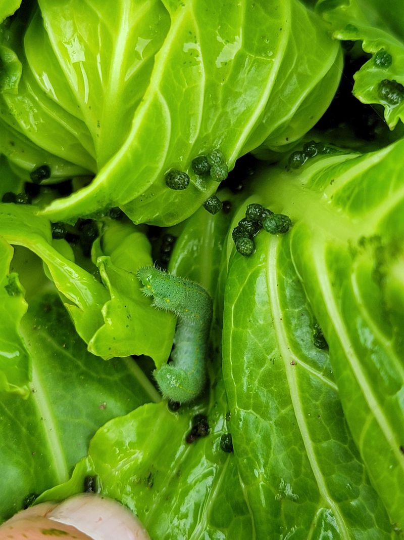 Green Droppings Can Reveal The Pest Before You See It Green Droppings Can Reveal The Pest Before You See It