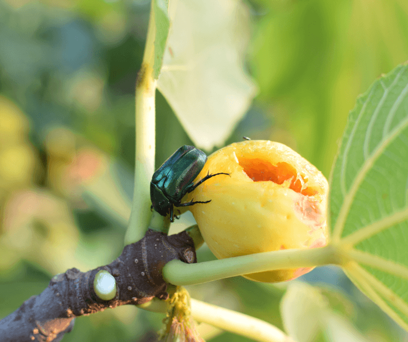 Green June Beetles Feeding On Ripe Or Damaged Figs Green June Beetles Feeding On Ripe Or Damaged Figs