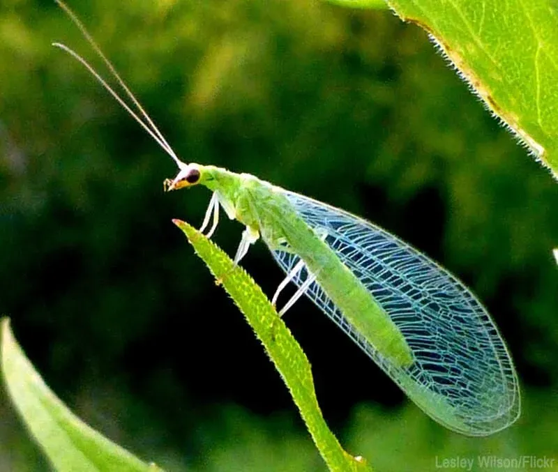 Green Lacewings Clear Tender Growth