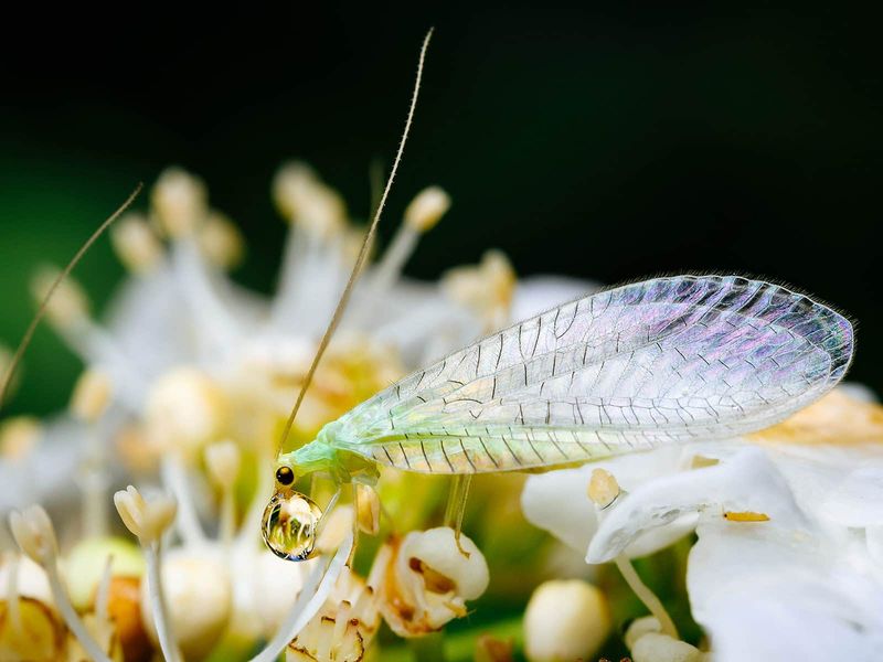 Green Lacewings Wear Delicate Wings