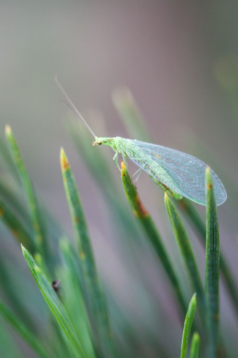 Green Lacewings Green Lacewings