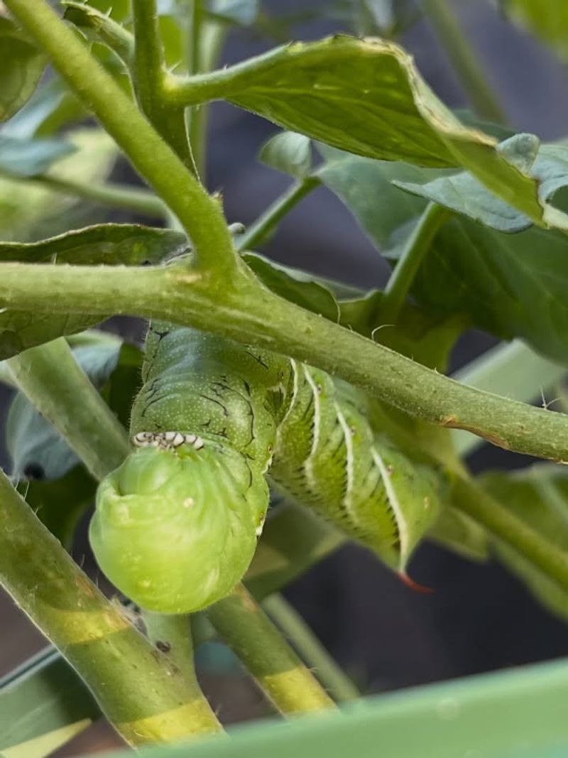 Green Larvae Blend In