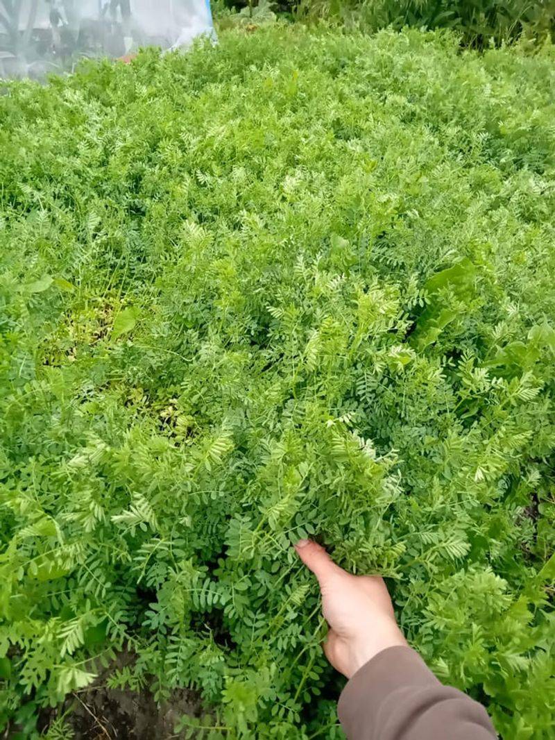 Green Manure Builds Soil The Slow Way Green Manure Builds Soil The Slow Way