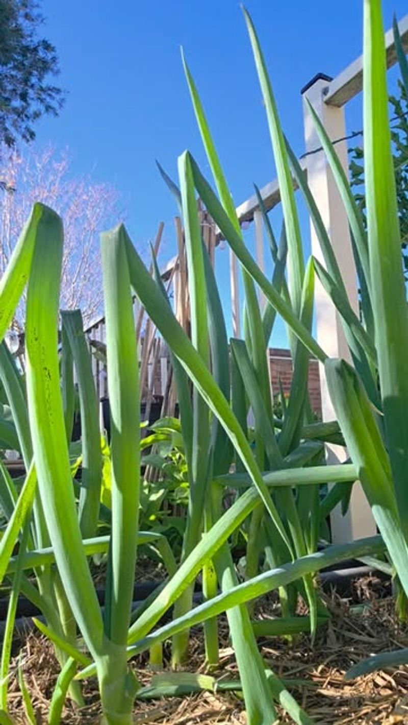 Green Onions Establish Easily In Late Summer