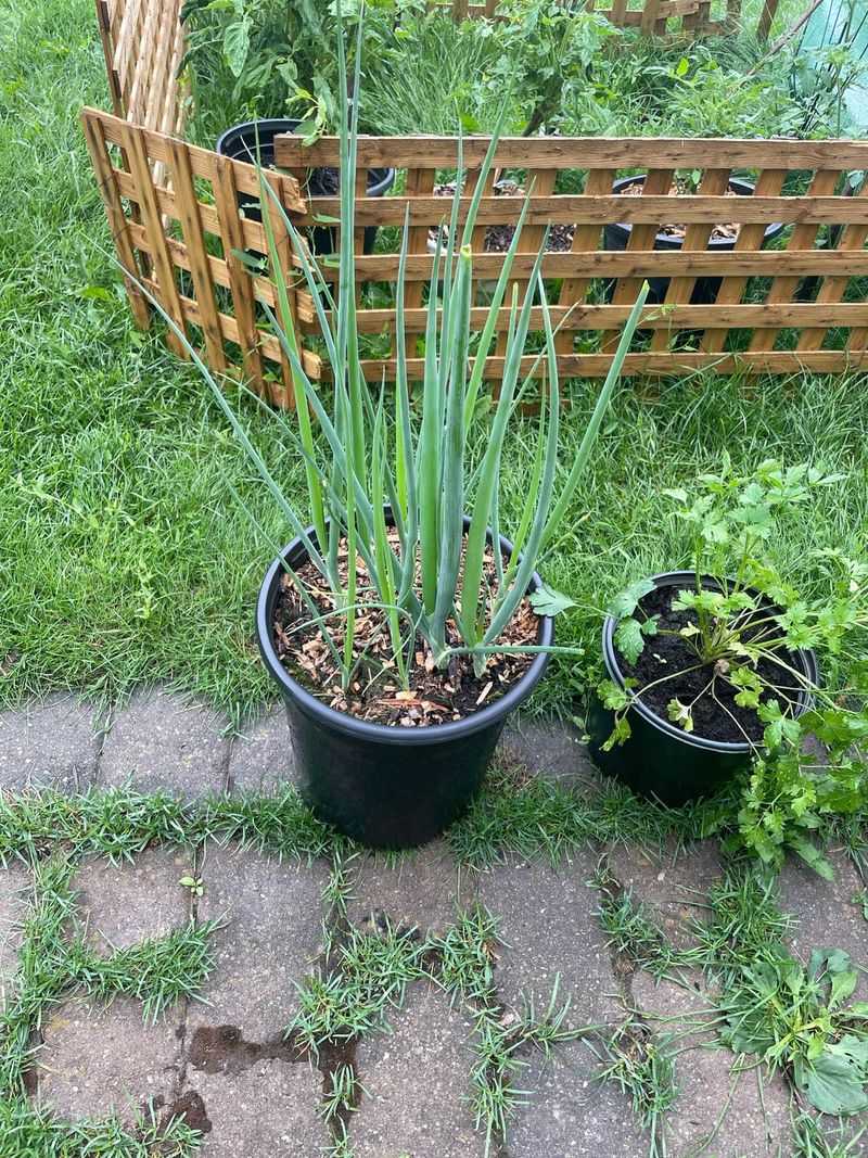 Green Onions Keep Beds Productive Green Onions Keep Beds Productive