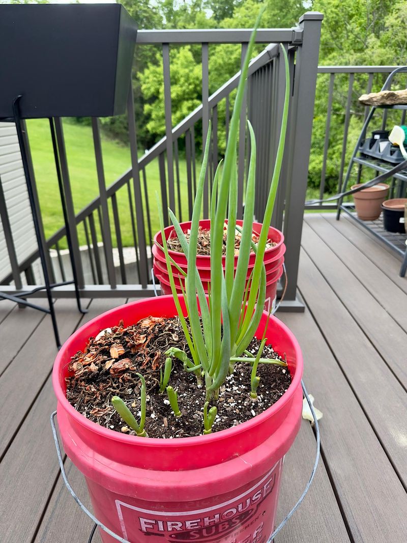 Green Onions Keep Fall Beds Productive Green Onions Keep Fall Beds Productive