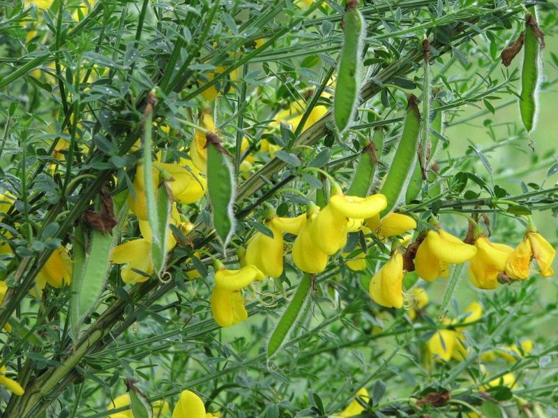 Green Pods Mean The Clock Is Ticking Green Pods Mean The Clock Is Ticking