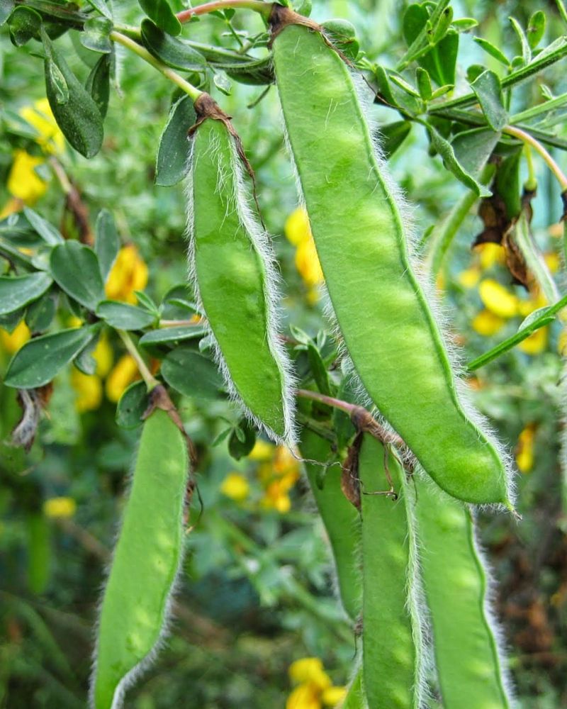 Green Seed Pods Mean Time Is Running Out Green Seed Pods Mean Time Is Running Out