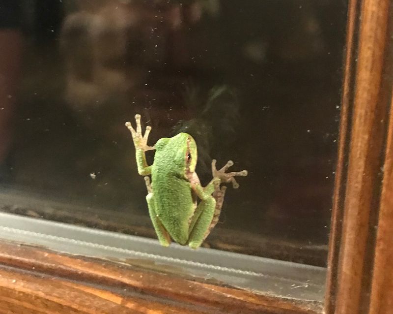 Green Treefrogs Love Your Walls And Windows Green Treefrogs Love Your Walls And Windows