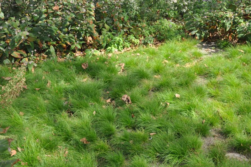 Green Woodland Sedge (Carex woodii)