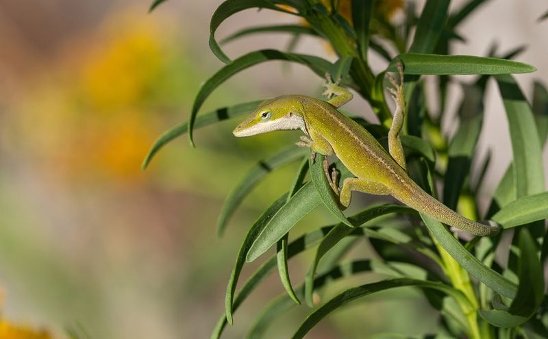 Greenery And Shade Are Making The Yard Anole-Friendly Greenery And Shade Are Making The Yard Anole-Friendly