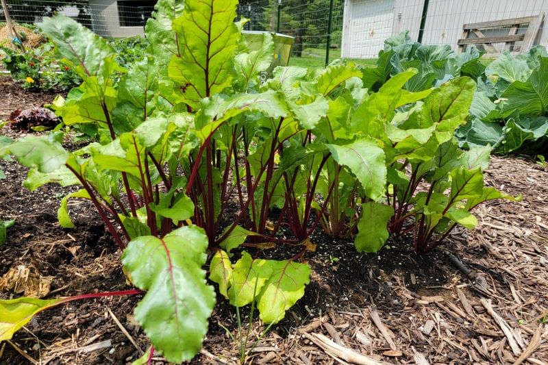 Greens Can Be Harvested Early Greens Can Be Harvested Early