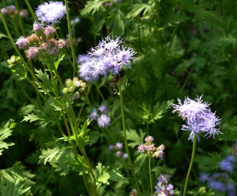 Gregg's Mistflower Gregg's Mistflower