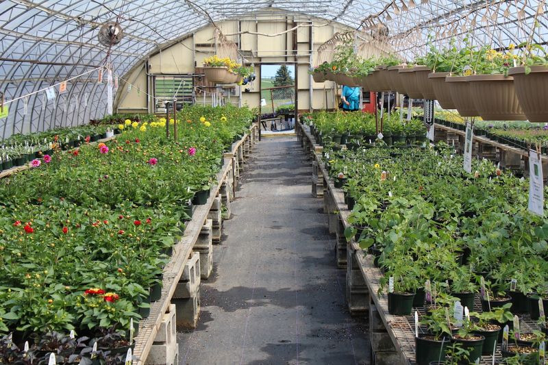 Groff's Plant Farm - Kirkwood