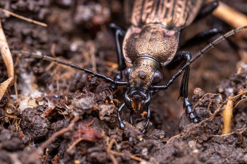 Ground Beetles Ground Beetles