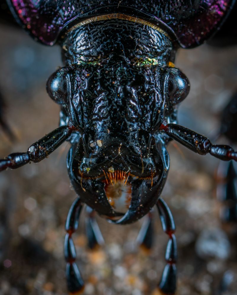 Ground Beetles Ground Beetles