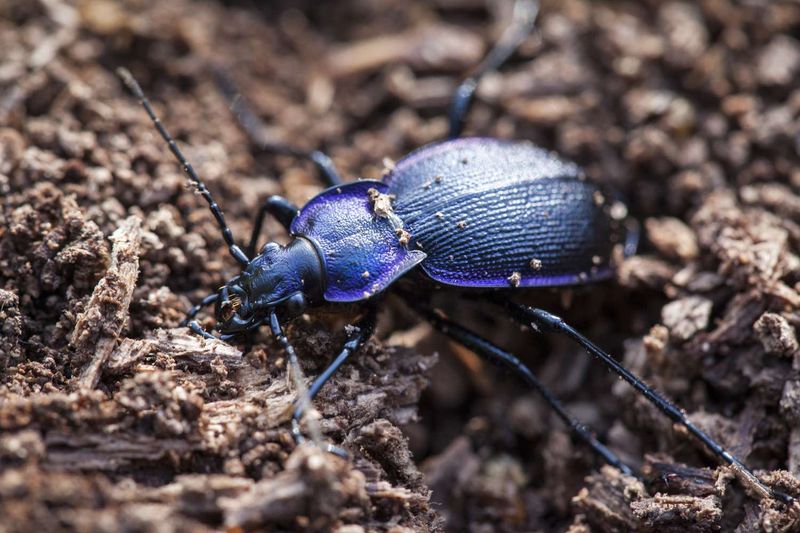 Ground Beetles