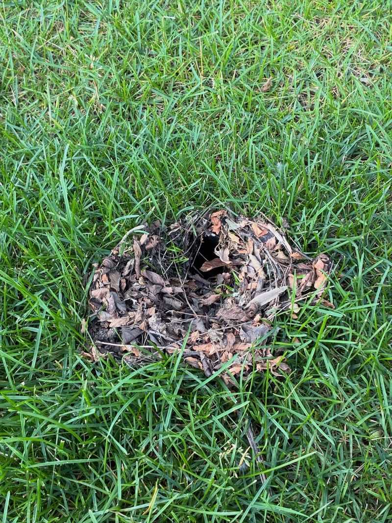 Ground Burrows Are The Most Common Nesting Site Ground Burrows Are The Most Common Nesting Site