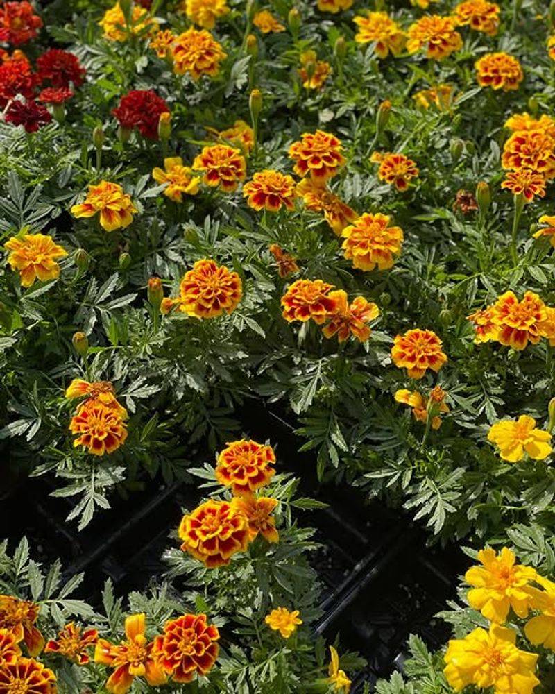 'Ground Control' Works Best As A Dense Cover 'Ground Control' Works Best As A Dense Cover