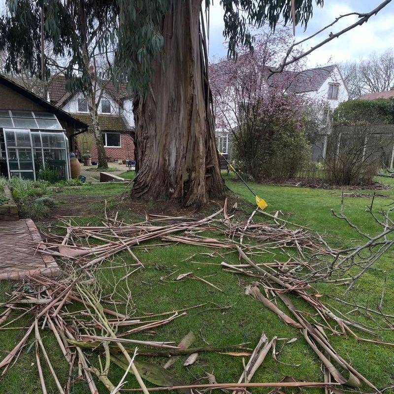 Ground Debris Helps Fire Reach The Tree Canopy