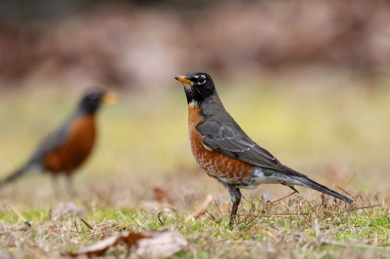 Ground-Foraging Birds
