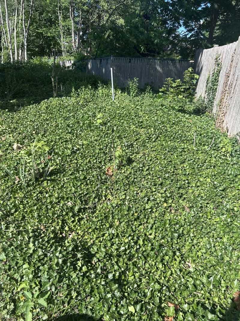 Ground Ivy Spreads Differently Than Climbing Ivy Ground Ivy Spreads Differently Than Climbing Ivy