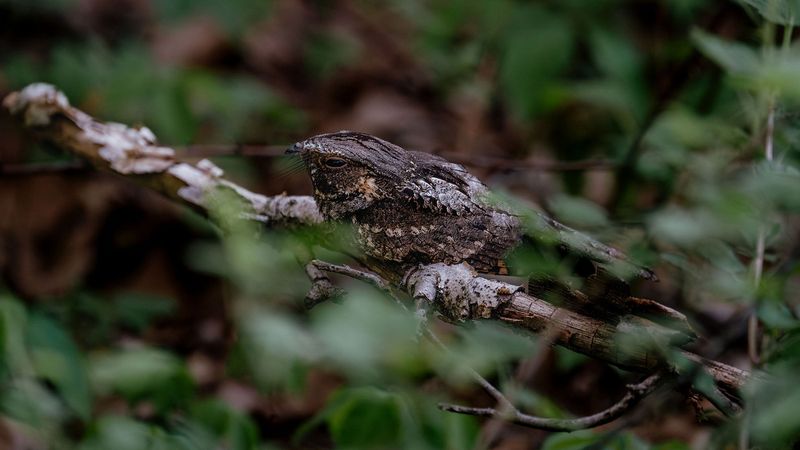 Ground-Nesting Habitat May Be In The Area