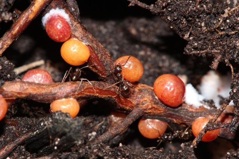 Ground Pearls Create Patchy Decline