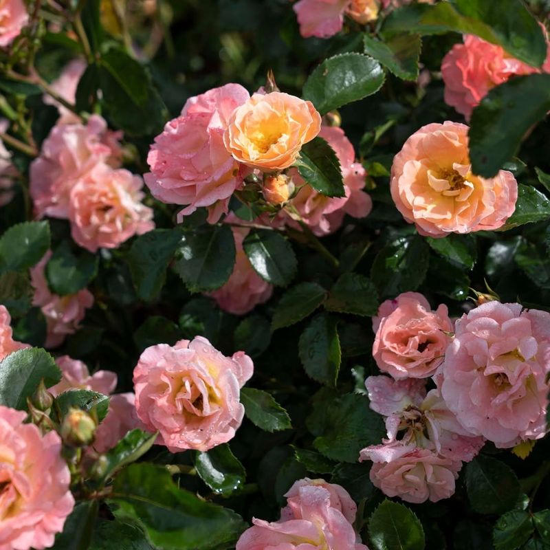 Groundcover Roses Groundcover Roses