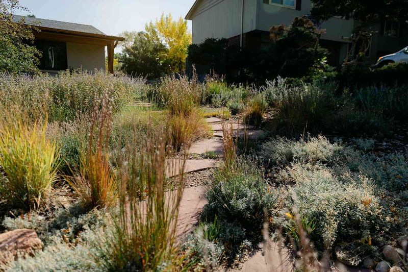 Groundcovers Start Filling The Empty Spaces Groundcovers Start Filling The Empty Spaces