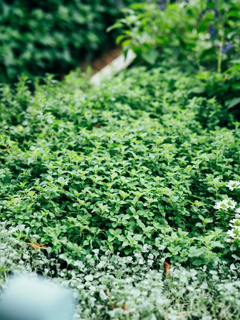 Groundcovers Still Need Water During Establishment Groundcovers Still Need Water During Establishment