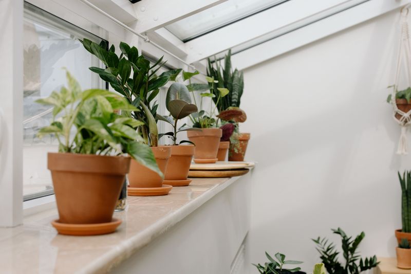 Group Humidity-Loving Plants Together Group Humidity-Loving Plants Together